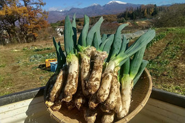 寒締め下仁田ねぎ　約3kg （約20～25本）氷点下に耐え甘さ格別　土付き