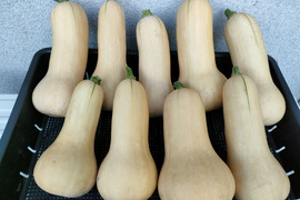 バターナッツかぼちゃ7.0kg