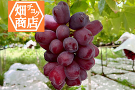 最高級をお手頃に【富士の輝き】1房 700g以上 皮ごとOK 種なし 山梨県笛吹市産 ※数量限定※
