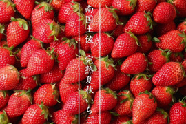 【朝摘み完熟】南国土佐 完熟夏秋いちご１ｋｇ ご家庭用 農薬不使用 自然栽培 四万十産