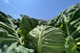 🌞太陽たっぷり浴びたオーガニック キャベツ 3〜4玉　5kg Organic Cabbage