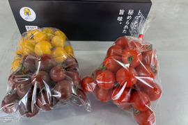 【食べ比べセット】カラフルミニトマト1Kg