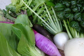 さつまいも、大根4種、かぶ、ターサイ、里芋、等 冬の旬野菜おまかせセットたっぷり100サイズ  １０種類以上