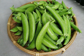 春の味覚、スナップエンドウ 1kg 【静岡県浜松産／露地栽培】