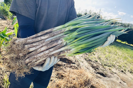 【冬ギフト】とろ甘！泥付きで長持ち！富山県産白ねぎ！焼くだけジューシー、お鍋に主役級の甘さの富山ブランドねぎ！飲食店さん、お裾分けにも大活躍！3Kg(泥付きL•2Lサイズ15〜25本)
