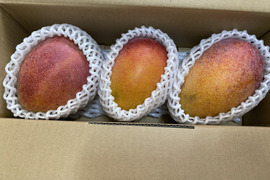 家庭用マンゴー 1.2kg(２玉～３玉)　今年最後の売り出しです！