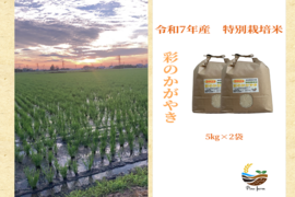 R7年産特別栽培米  彩のかがやき　10㎏