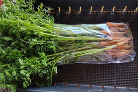 ✨香り高い栄養満点！摘みたて「葉ニンジン」約500g（根付き・根なし混在）｜農薬・化成肥料不使用✨