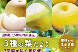 【200セット限定】 3種の梨だより〜王道から希少品種まで〜 3回梨が届く定期便（食べチョク公式）