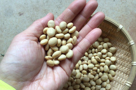 ▶︎▶︎3月の発送◀︎◀︎◎自然栽培◎くるみ豆 3kg《令和5年・山形県鶴岡産》