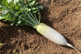 大根【屋久島産】完全農薬不使用　80サイズ満杯詰