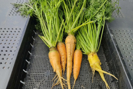 【訳あり】🥕8品種から2種！葉付きニンジン食べ比べ約1kg｜割れ・曲がり・折れ・傷あり｜葉も根も楽しめる｜農薬・化成肥料不使用【朝どれ】🥕
