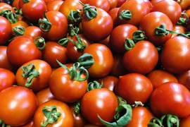 【早期ご予約でお値打ち！】一度食べたら忘れられない味！食べるトマトジュース【エコスイート】（２kg）