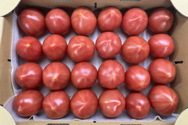 知る人ぞ知るトマト『ルネッサンス』2.4kg