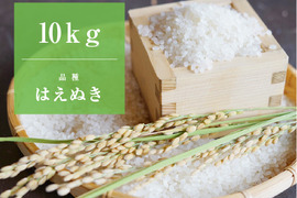 はえぬきの通販｜お米｜食べチョク｜産地直送(産直)お取り寄せ