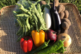 【好評につき増量】【北海道在来種】【貝豆】ささげ2kg + 季節の北海道野菜セット【平さやいんげん】【100サイズ】
