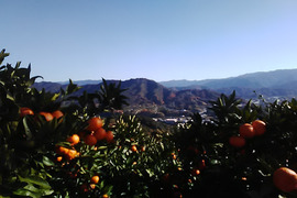 蔵で少しねんねしてもらった　向山中生みかん　１．２級こみこみ　9ｋｇ