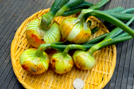 入手困難な固定種早生タマネギ！『貝塚早生』 (1.8kg)