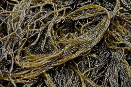 もずく　一度食べてみて下さい‼️⭐️感動する美味さです⭐️青森県　津軽海峡産　500g 
モズク