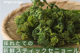 【手ごろな量を朝採れで！】スティックセニョール　1200g　常温便