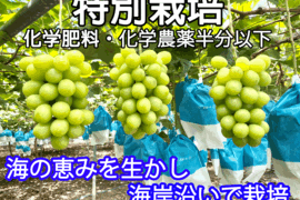 海岸育ち！甘い種無し完熟シャインマスカット　訳あり（シミ）　1200g　以上　九州　熊本　特別栽培