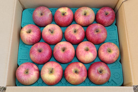 信州産葉とらずサンふじ家庭用10kg22〜36個入り 美味しさ重視のおすすめ品！