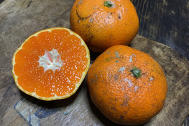 【農薬不使用】見た目が悪い青島みかん3kg【訳ありの訳】