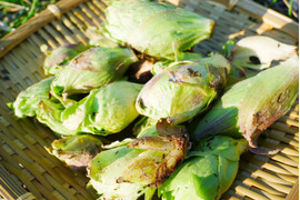 朝収穫！即配送！白山天然朝採れふきのとう100g【つぼみ】【3月末～4月発送】フキノトウ・蕗の薹・山菜