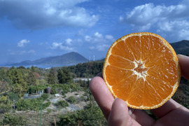 ジューシー！島風みかん🍊【農薬不使用】2キロ愛媛県大三島産