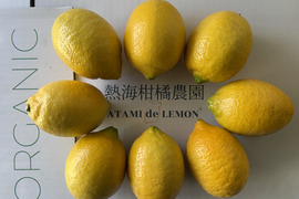 〔秀・優〕完熟イエロー果汁たっぷり！『ATAMI de LEMON®』 4Kg-  爽やか芳醇- 品種お任せ