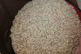 生活応援米【令和7年産】　 『ふさこがね』　玄米30kg 千葉県産 （2025年12月収穫　二番穗）