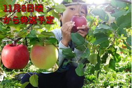 【収穫翌日発送】サンふじ＋ぐんま名月　3キロ（3.2キロほど入ります）鉄板品種と人気品種の組み合わせ！JA基準より60％減の低農薬栽培【りんご食べ比べ】