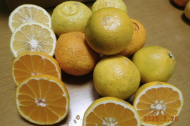【柑橘食べ比べ】規格外『伊豆産』不知火・はるか・はるひ　”うれしい３種セット！”                   
     2.0㎏