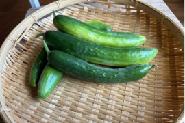 奥出雲産自然栽培地這いきゅうり(1kg)