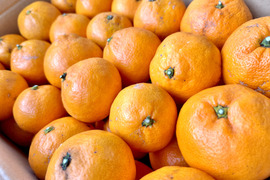 訳あり家庭用　小箱みかん2.7㎏（25個〜30個）