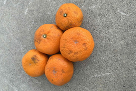 【訳あり】濃甘っ！黄金熟成で晩生みかん本来の甘さや旨さを最大限に！食べるみかんジュース！まさにトップ・オブ・ザ・みかん！超熟みかん「熟太郎（じゅくたろう）」訳あり品　サイズ混合　５kg【628】