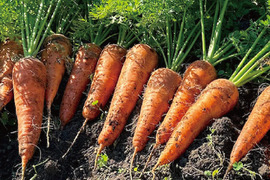 野菜ソムリエサミット銀賞！香りがよくて甘いアロマレッド人参 約4.5kg（農薬・化学肥料不使用）