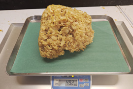 【天然茸】ハナビラタケ　濃厚な旨みと香り　492g　8/10採取