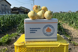 生で食べても甘い！と評判の新玉ねぎ『おしたま』5kg    M サイズ