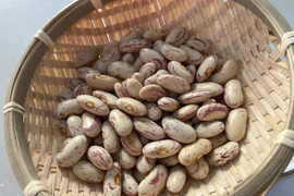 令和６年度産うずら豆(長鶉菜豆、約６００g)