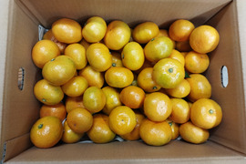 家庭用　極早生みかん　箱込み４.5キロ