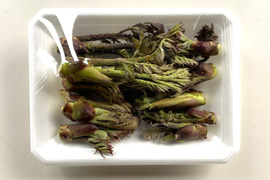 【期間限定】今が旬 原木収穫 タラの芽 宮城県産 西根の森 タラの芽 (100g×3)