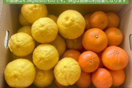レア3種×キズ得🍊べにばえ🍊はれひめ🍊はるか 食べ比べ福岡柑橘セット 9kg (一部外皮キズあり)※発送は2月1日頃より開始いたします※