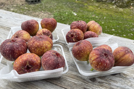 福岡県ブランド　とよみつひめ　4パック