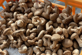 【北海道産菌床】☆チビしいたけ☆可愛いサイズで色々使える!1kg