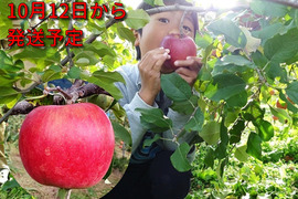 【優しい甘さでリピさん多し！】こうたろう　家庭用　約3キロ【葉とらず】JA基準より60％減の低農薬栽培