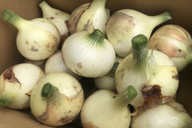 新玉ねぎ5kg【漢方栽培】