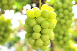 花笑み農園　岡山のシャインマスカット約２kg（３～５房）家庭用【9/23～順次発送】S-2家