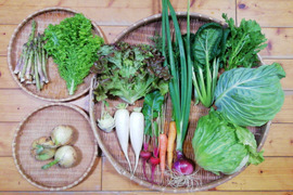【農薬化学肥料不使用】おまかせ野菜セット【８種類以上の野菜】【金曜日発送】【あわせ買い可】【熨斗(のし)対応可】【８０サイズ箱】