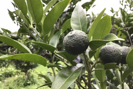 2025年産　土佐の青ゆず　約１KG（新鮮さ保つため受注収穫のみ）
